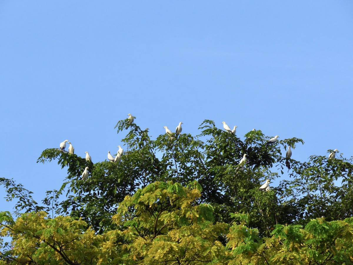 Pied Imperial-Pigeon - ML280033191