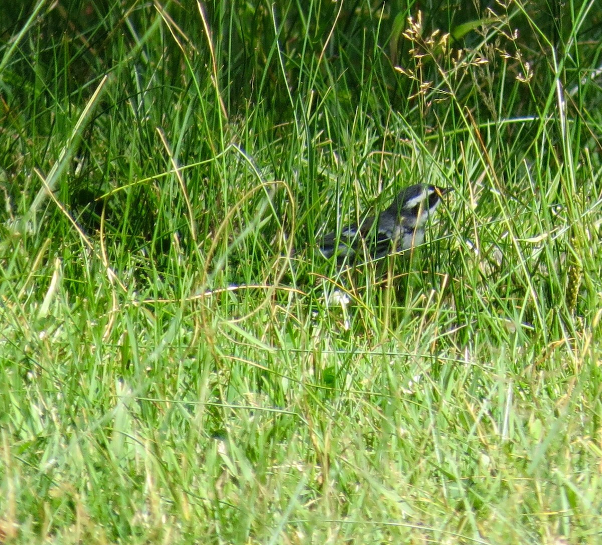 Black-throated Gray Warbler - ML280036051
