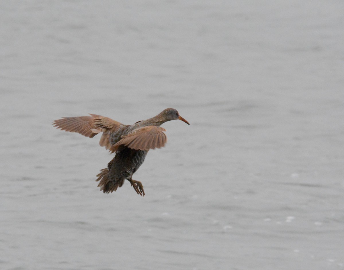 eBird Checklist - 29 Apr 2016 - Rudee Inlet - 33 species (+2 other taxa)