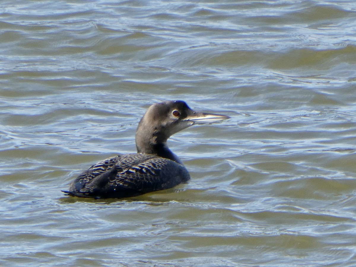 Common Loon - Robb Welch