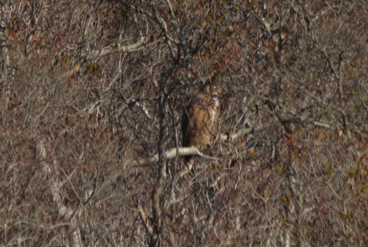 Great Horned Owl - ML280041651