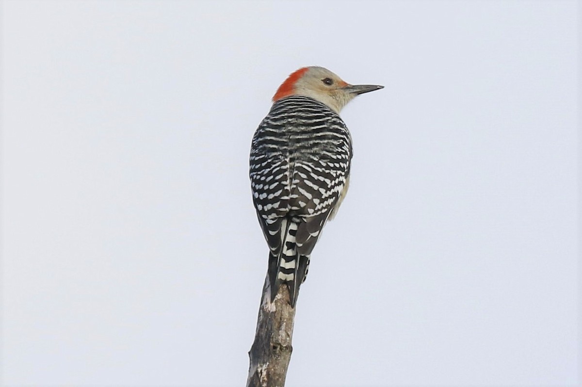 Red-bellied Woodpecker - ML280047091