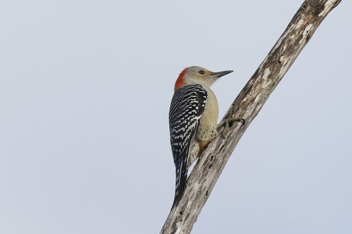 Red-bellied Woodpecker - ML280047111