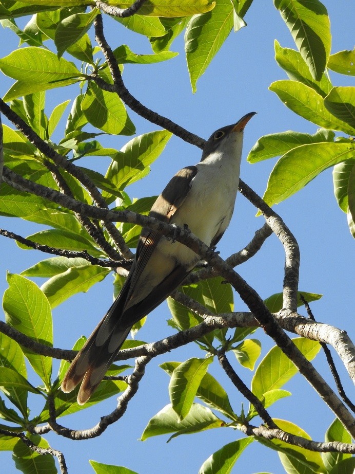 Yellow-billed Cuckoo - Marcos Saldivar Montalbetti CON