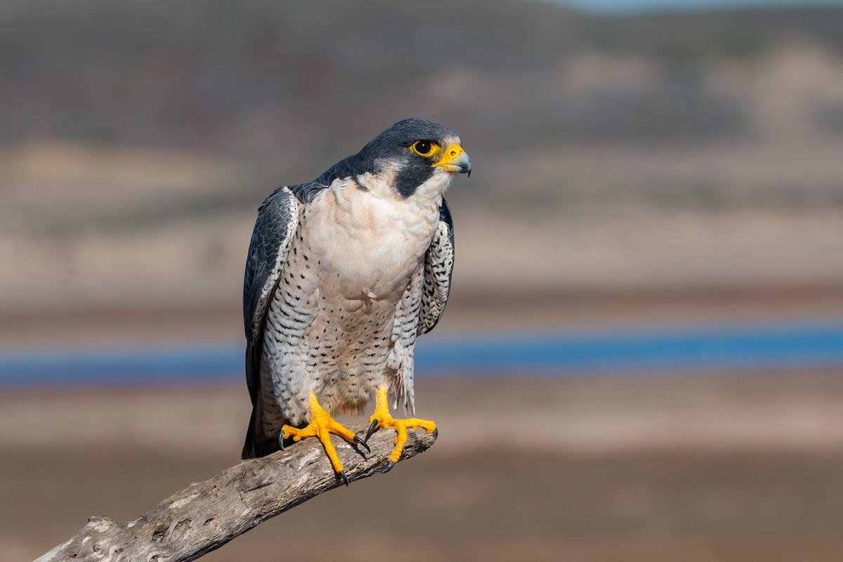 Halcón Peregrino (anatum) - ML280059201