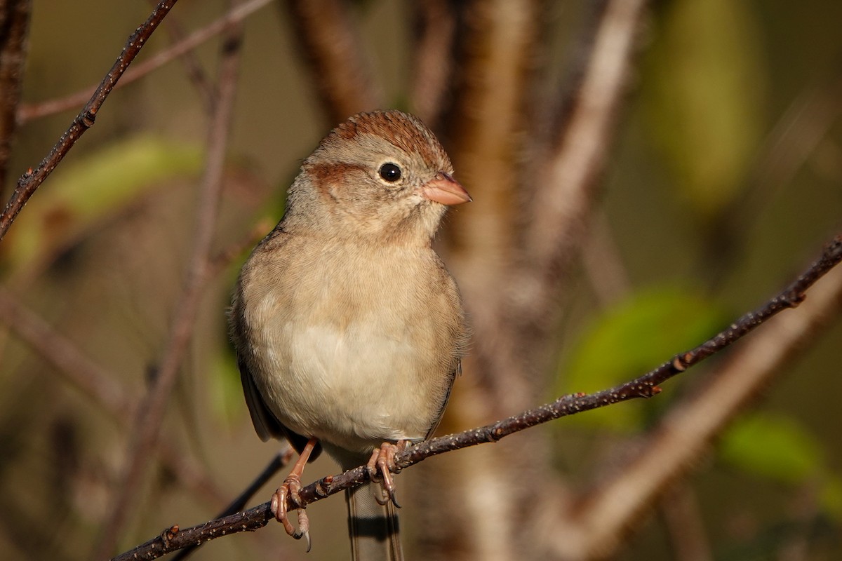 Field Sparrow - Gretchen Locy