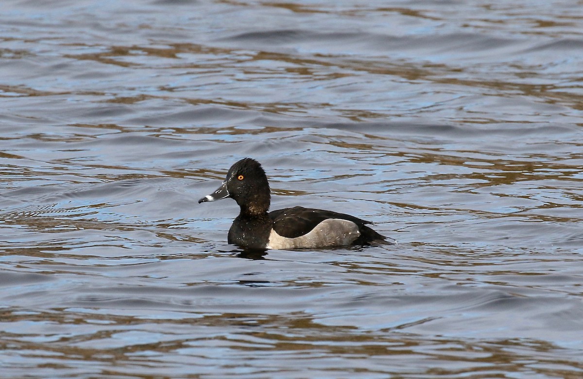 Ring-necked Duck - ML280061731