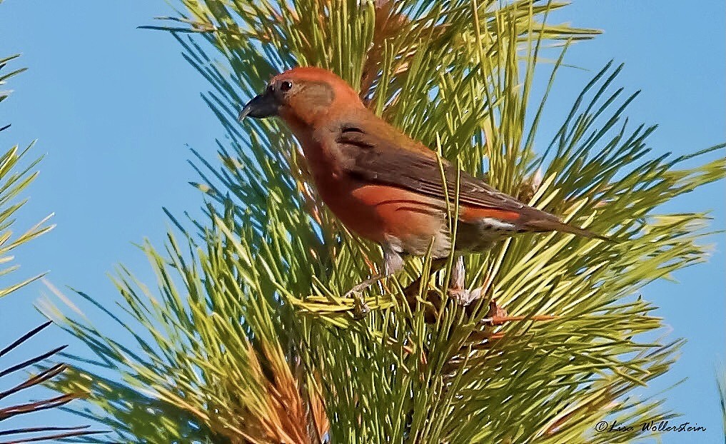 New York Breeding Bird Atlas Checklist - 14 Nov 2020 - Jones Beach SP ...