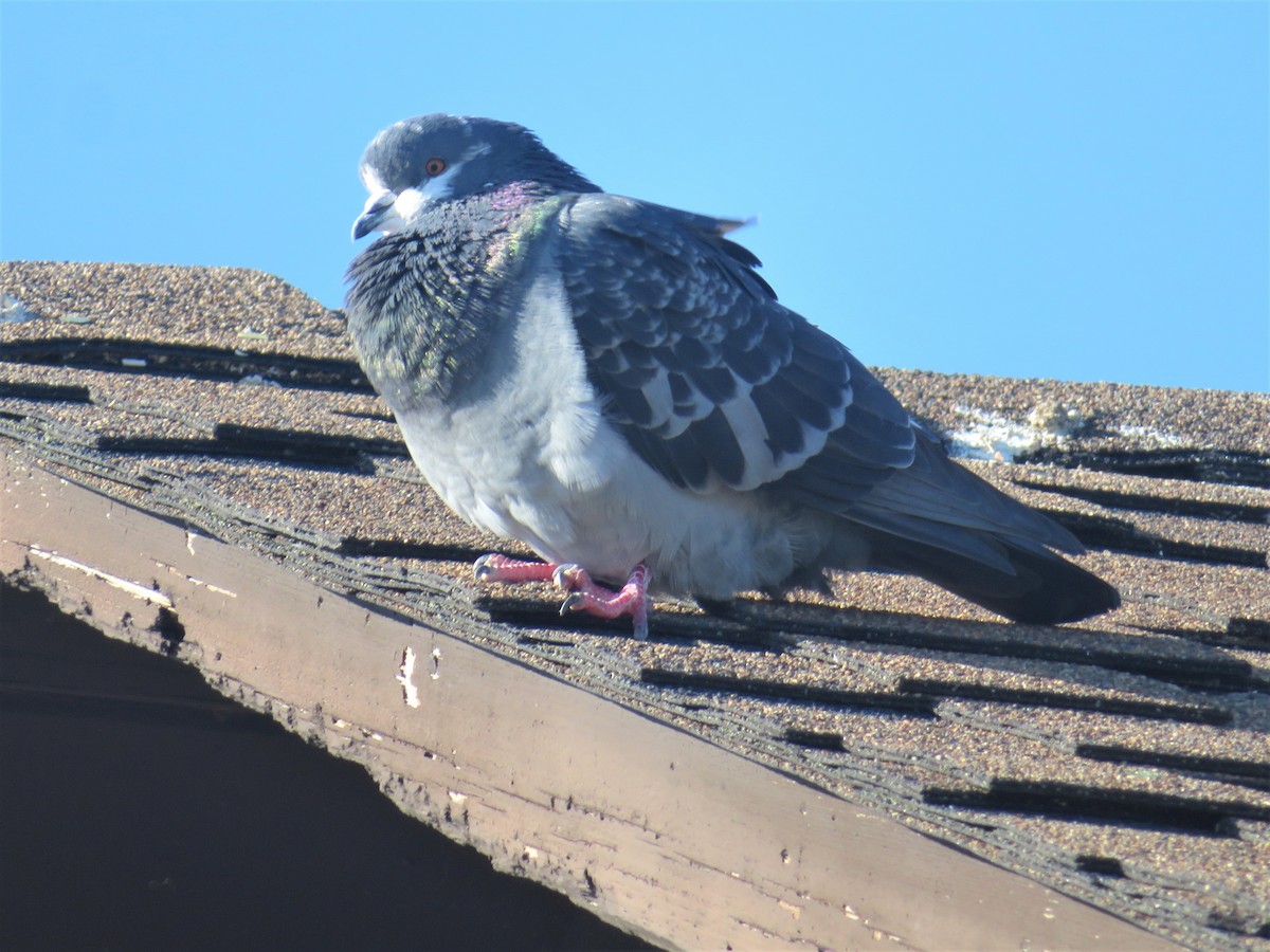 Rock Pigeon (Feral Pigeon) - ML280062381