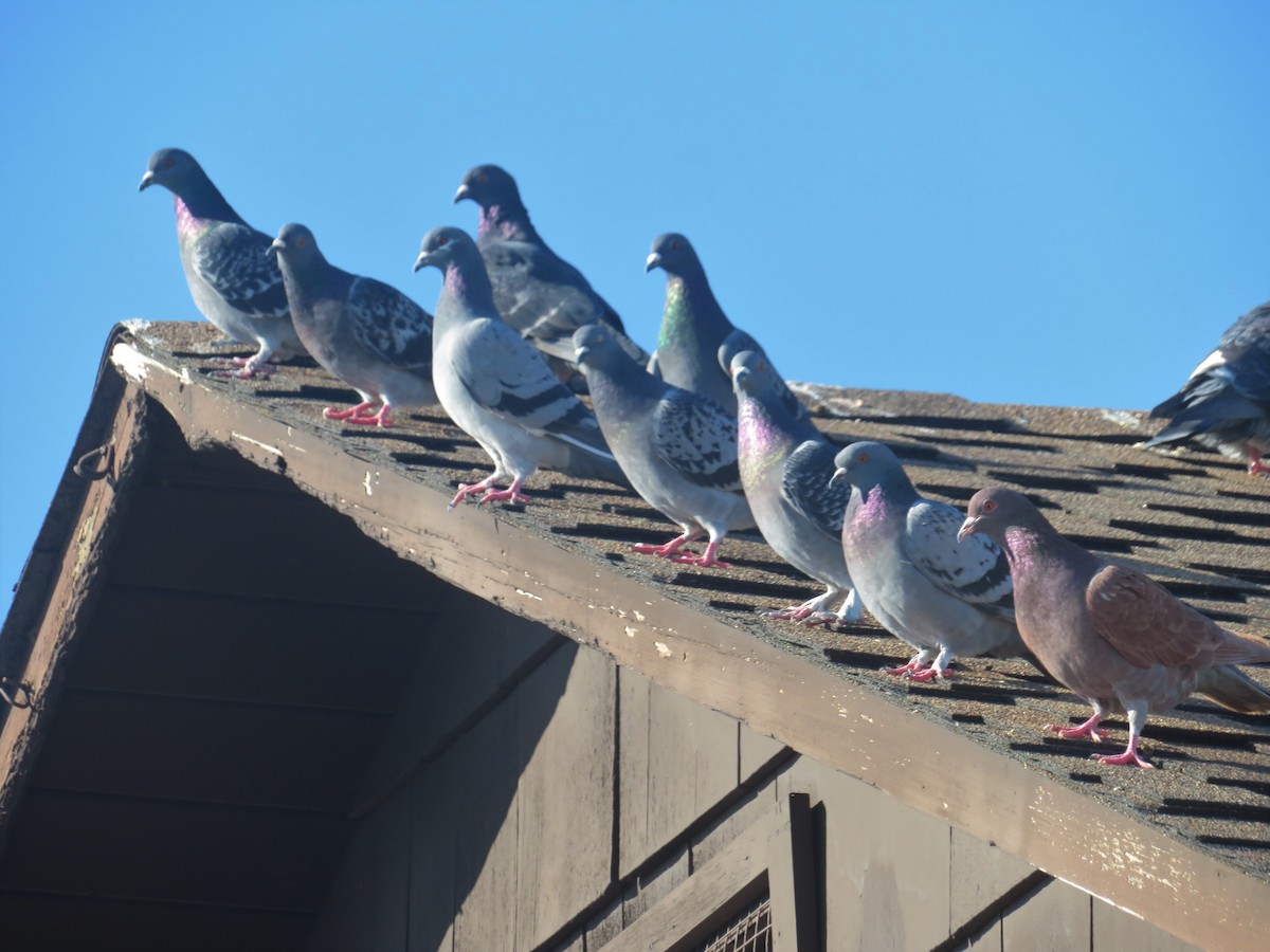 Rock Pigeon (Feral Pigeon) - ML280062391