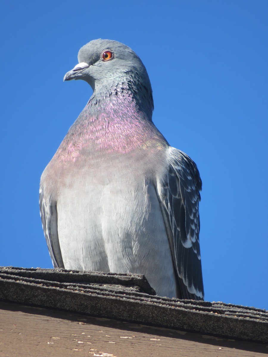 Rock Pigeon (Feral Pigeon) - ML280062401