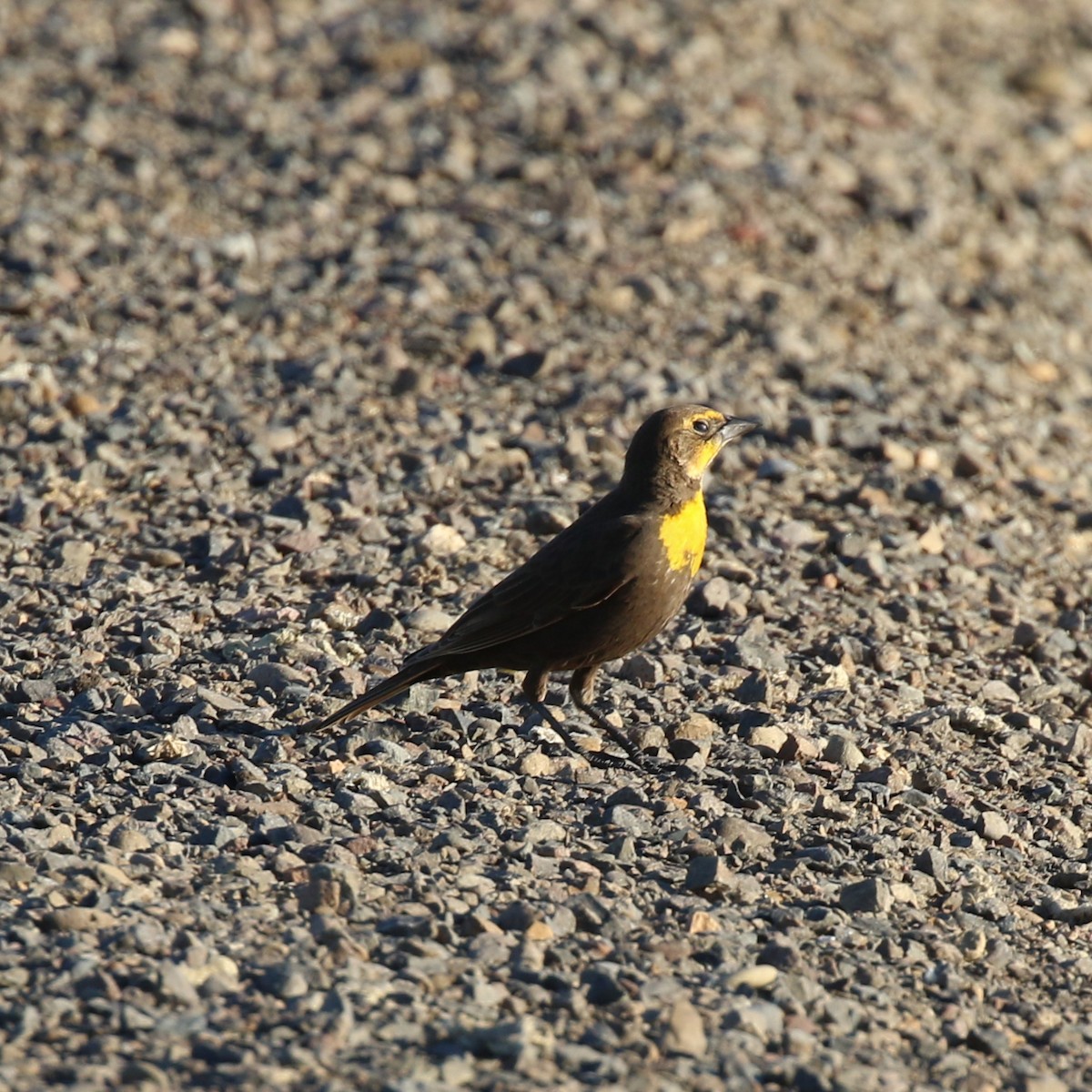 Yellow-headed Blackbird - Gary Shaffer