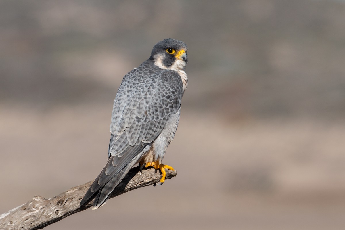 Peregrine Falcon (North American) - ML280067861