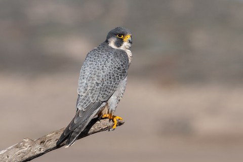 Peregrine Falcon (North American) - Falco peregrinus anatum
