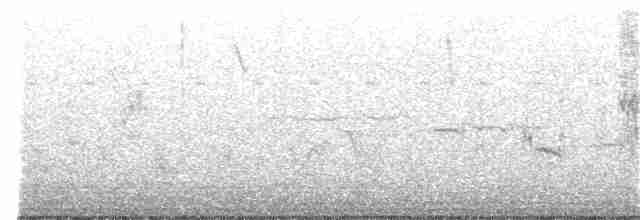 hvitkronespurv (leucophrys/oriantha) - ML280077071
