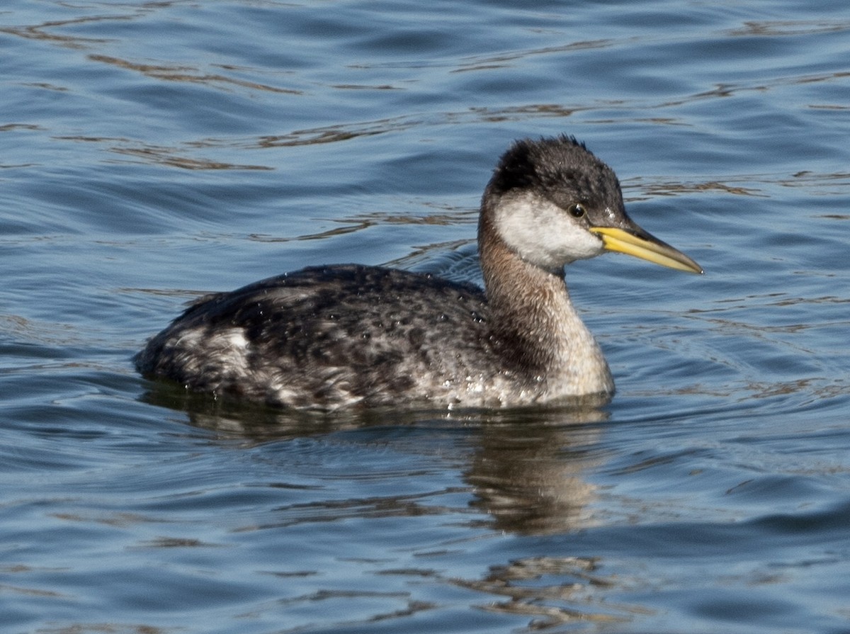 Red-necked Grebe - ML280080501