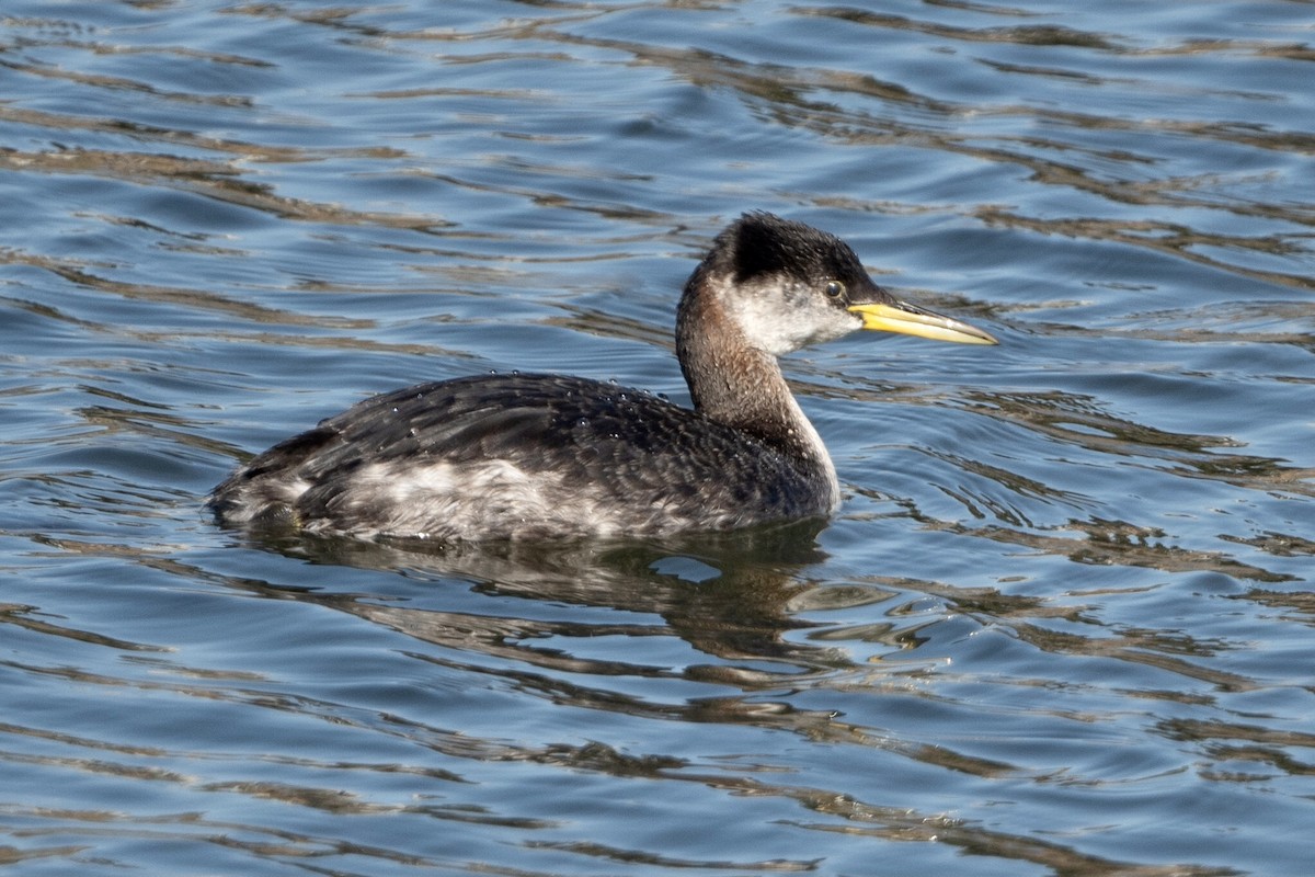 Red-necked Grebe - ML280080511