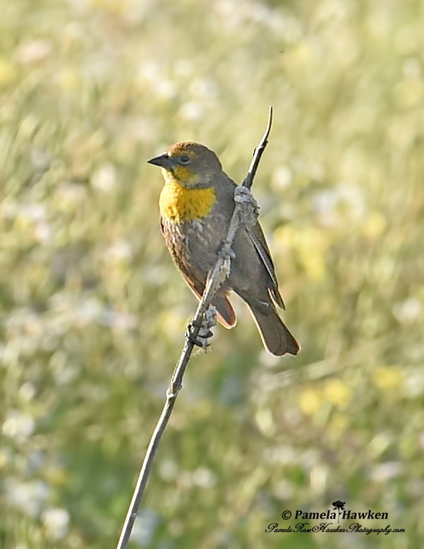 Yellow-headed Blackbird - ML28008251