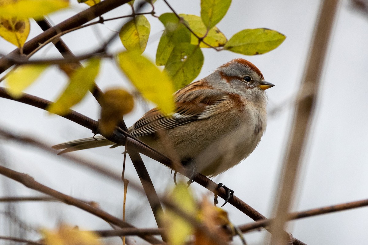 American Tree Sparrow - Luke Robertson