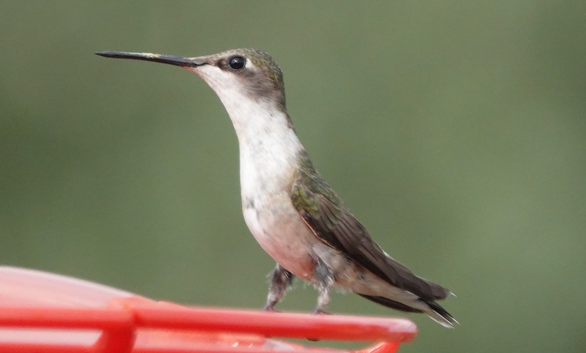 Ruby-throated Hummingbird - ML280093391