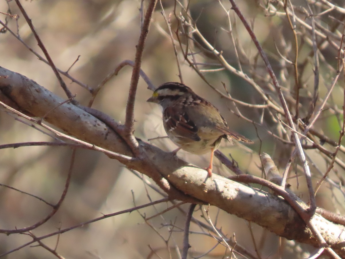 White-throated Sparrow - ML280094601