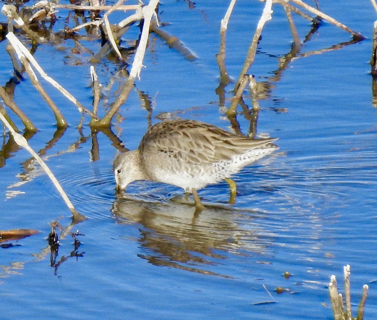 Long-billed Dowitcher - ML280103971