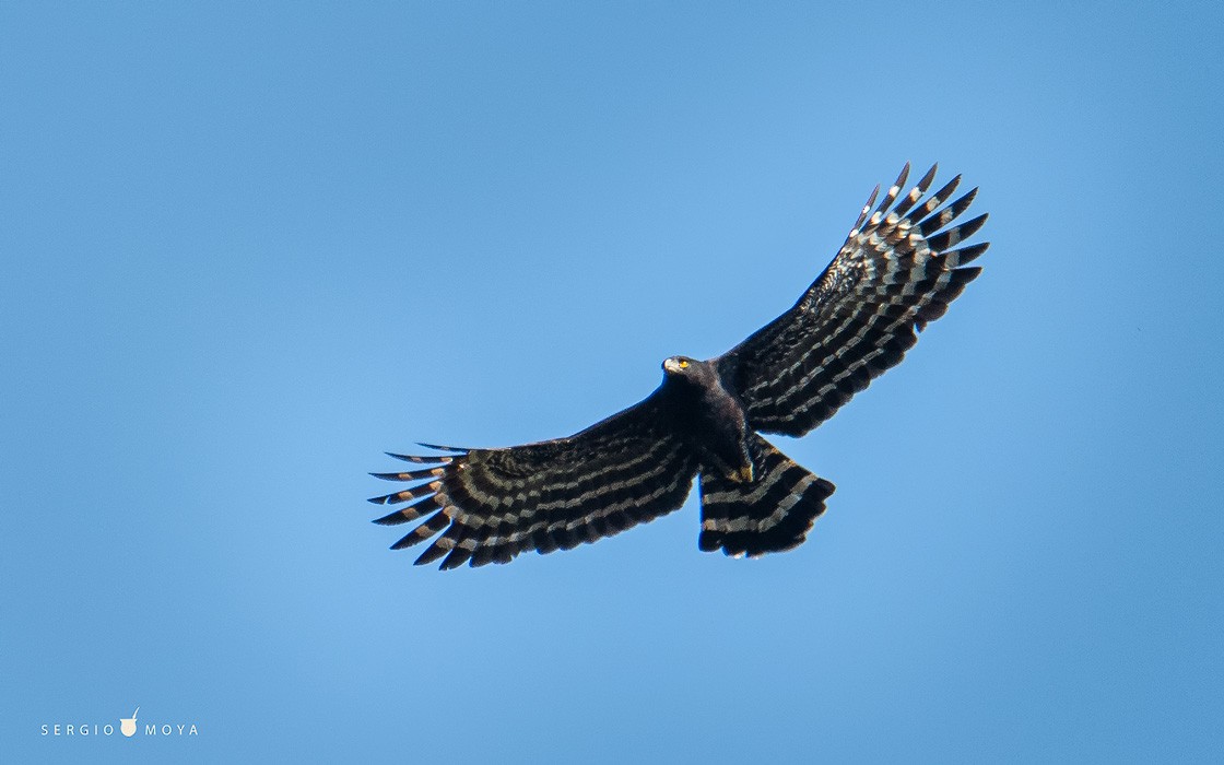 Чёрный хохлатый орёл - ML280106241