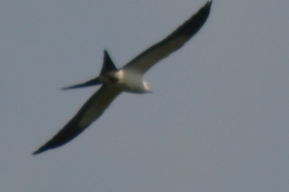 Swallow-tailed Kite - ML28010691