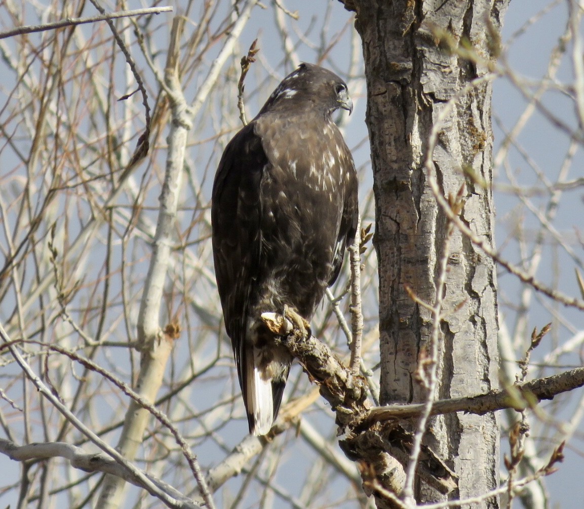 Red-tailed Hawk (Harlan's) - ML280107541