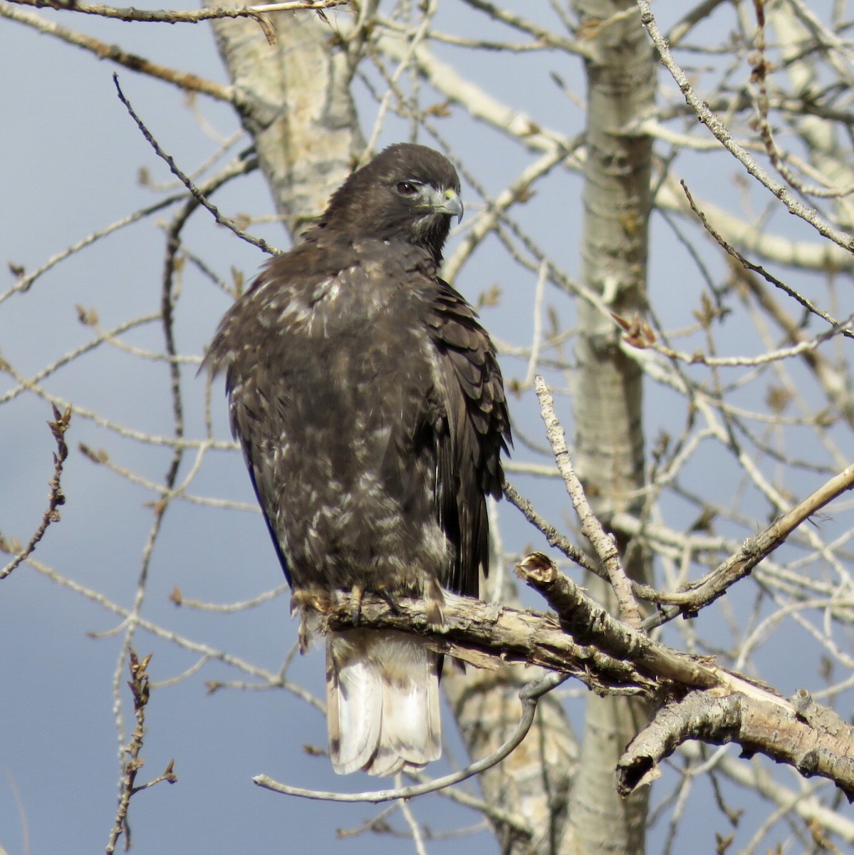 Red-tailed Hawk (Harlan's) - ML280107571