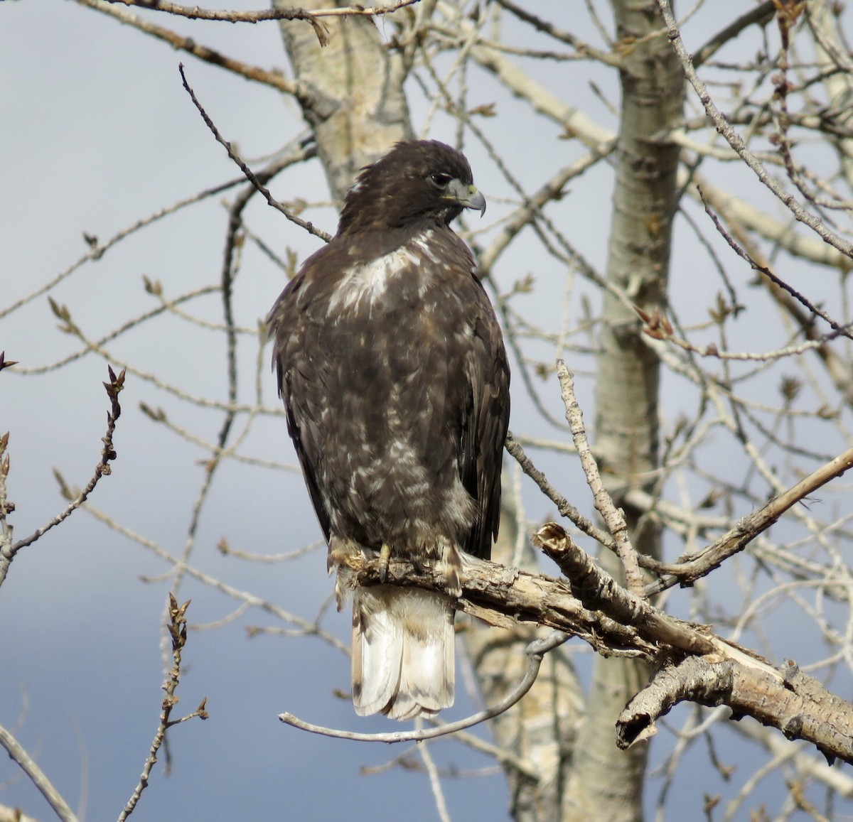 Red-tailed Hawk (Harlan's) - ML280107681