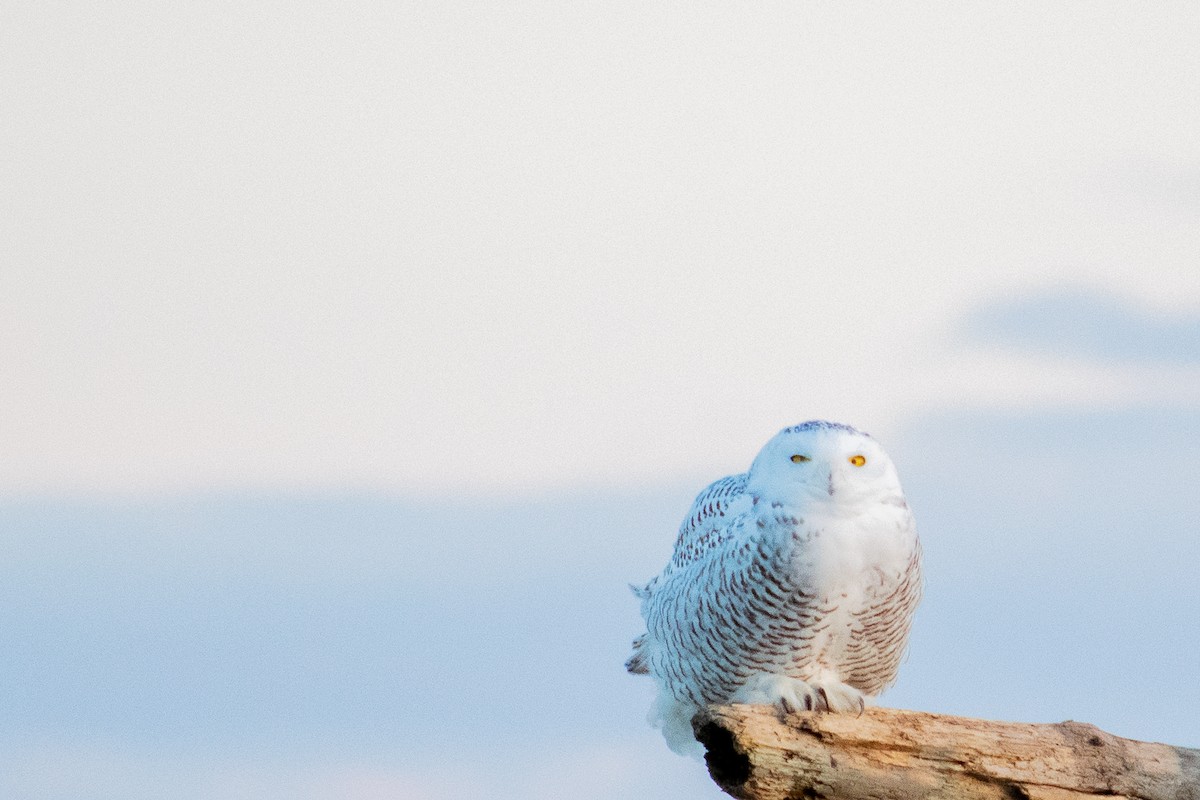 Snowy Owl - ML280111351