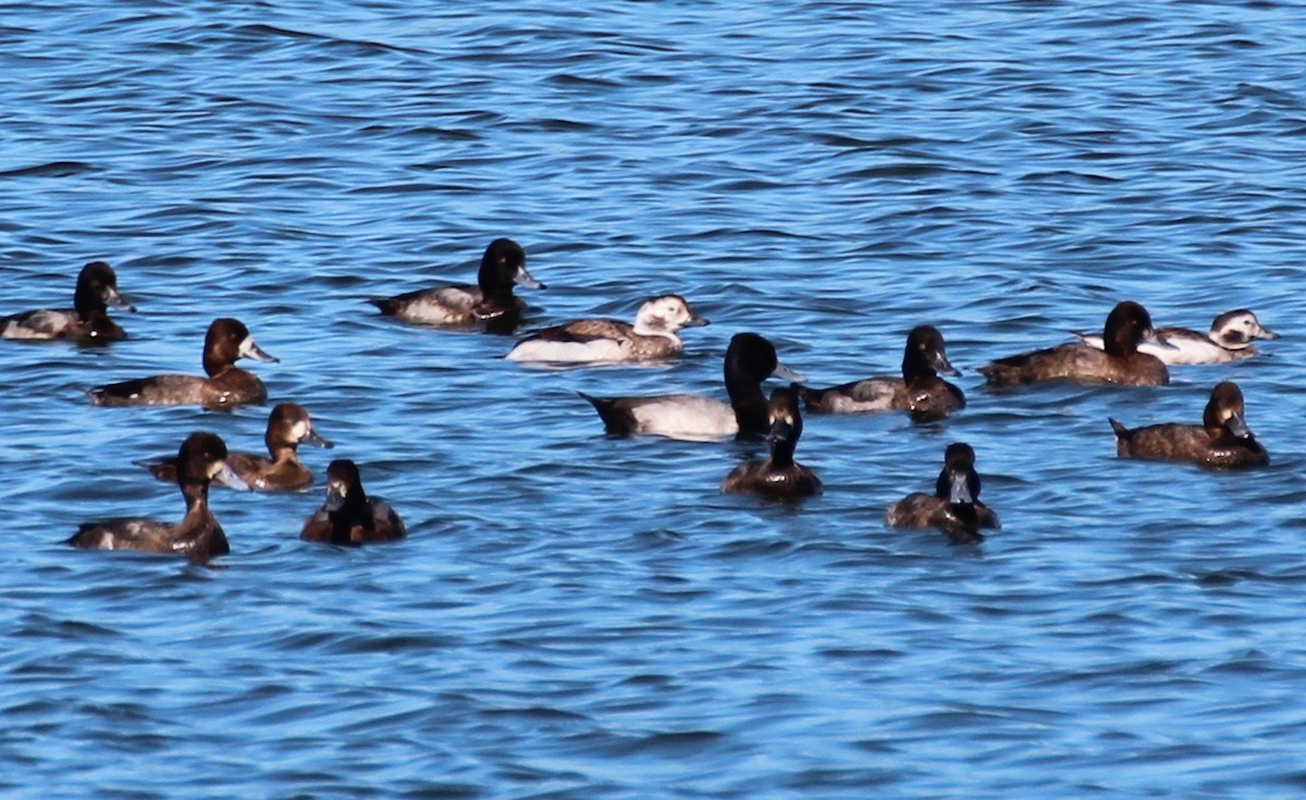 Long-tailed Duck - ML280112411