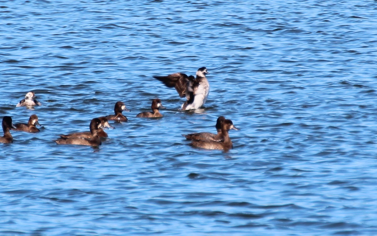 Long-tailed Duck - ML280112421