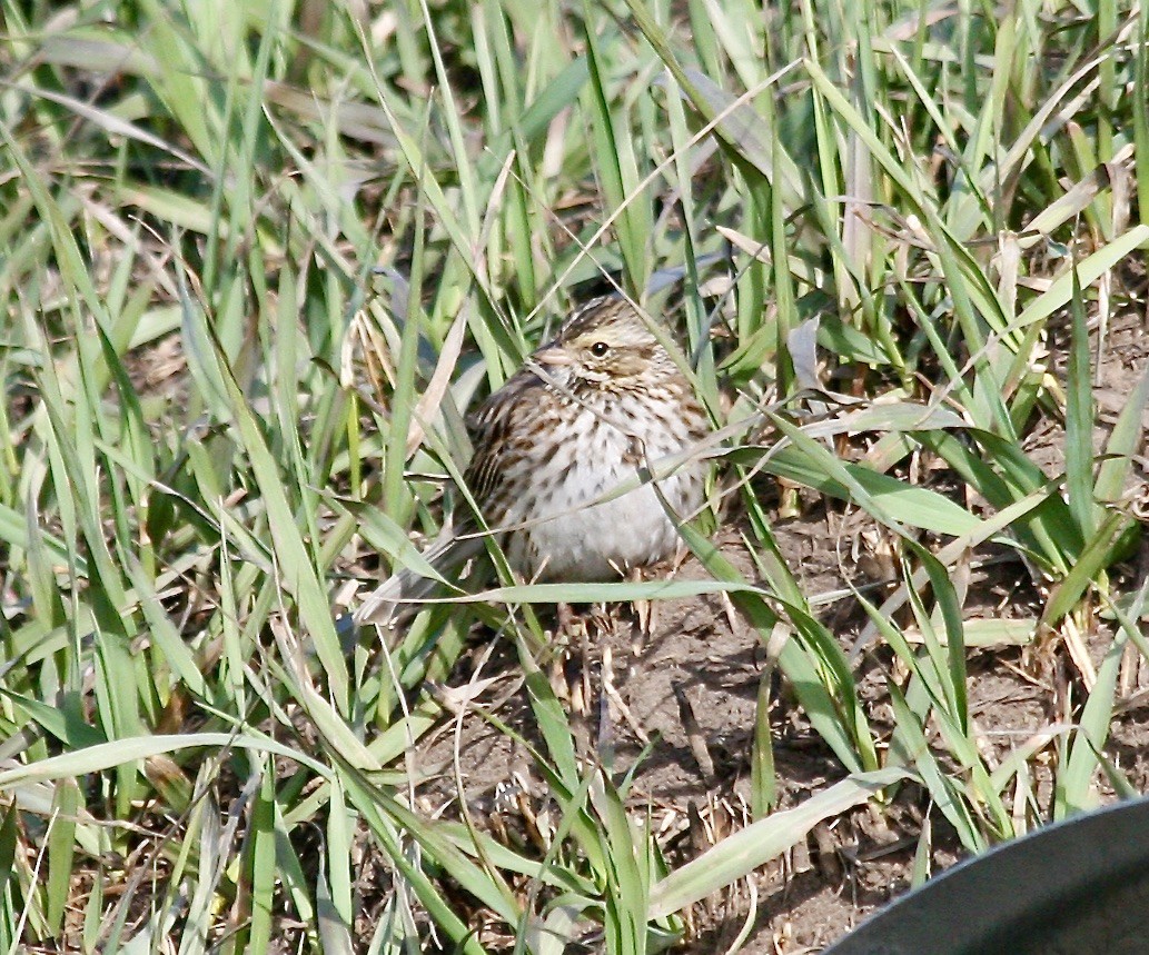 Savannah Sparrow - ML280114401