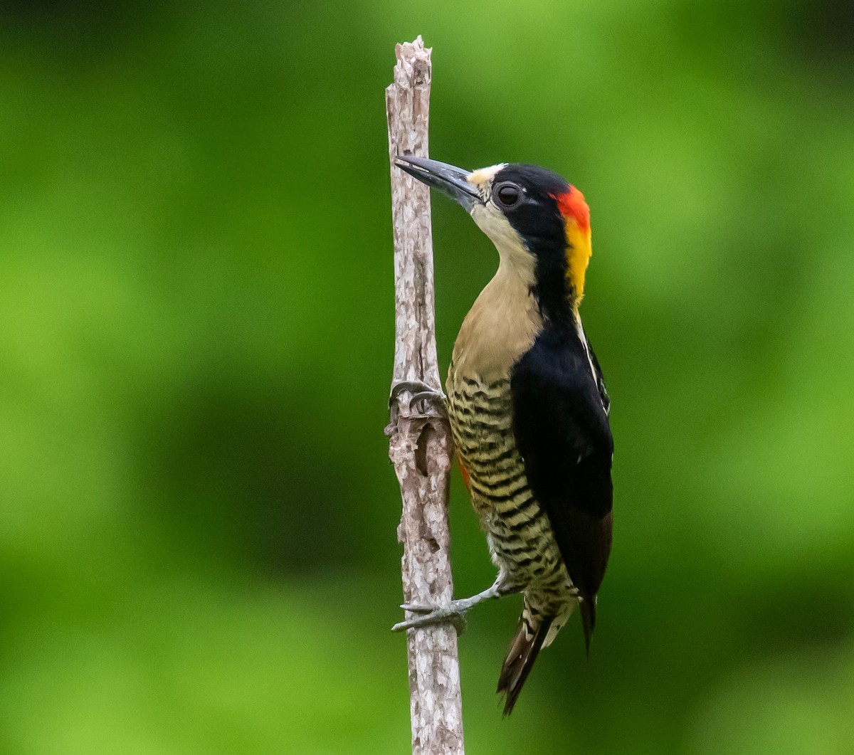 Beautiful Woodpecker - ML280116351