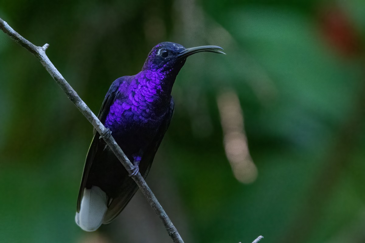 kolibřík fialkový - ML280116841