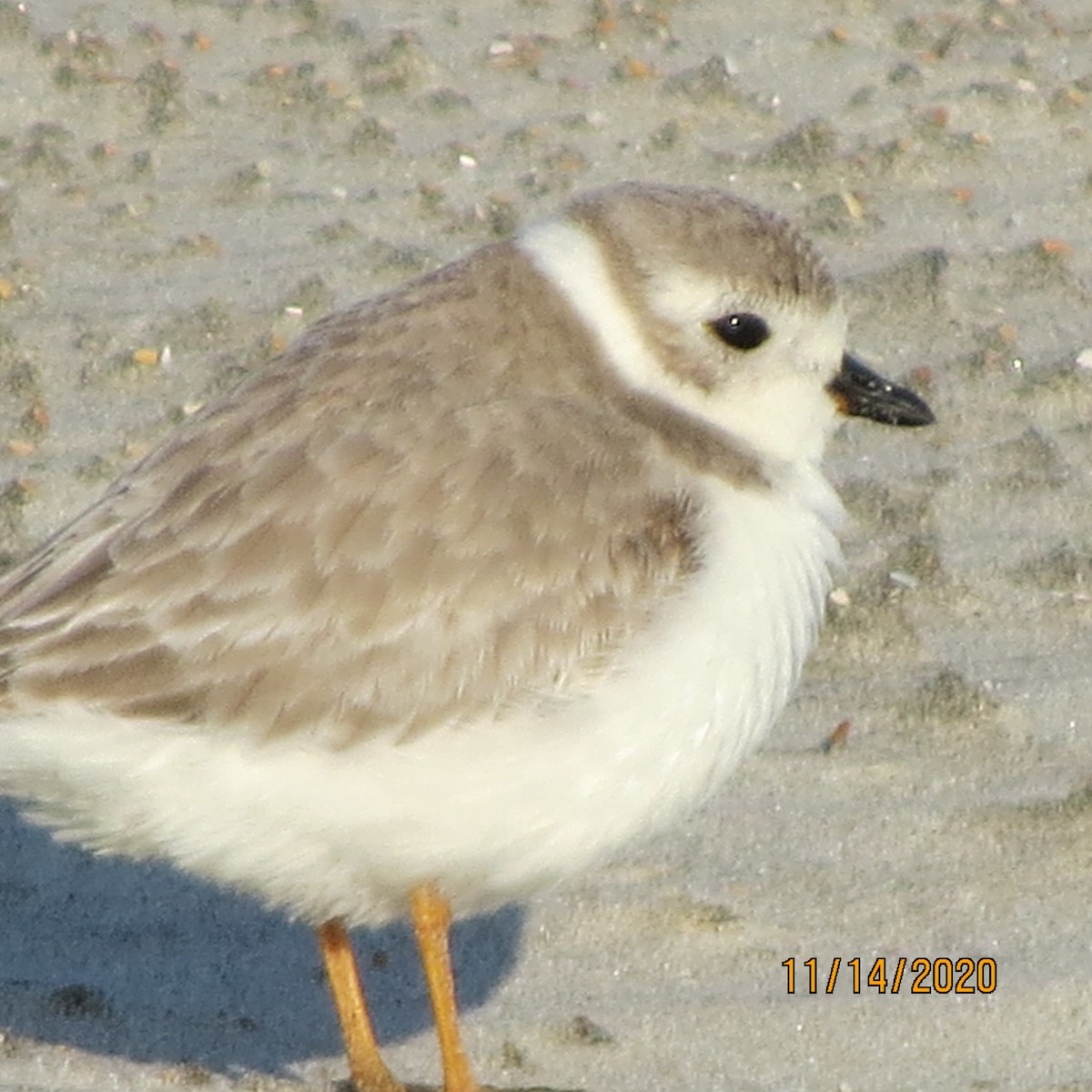 Piping Plover - ML280117921