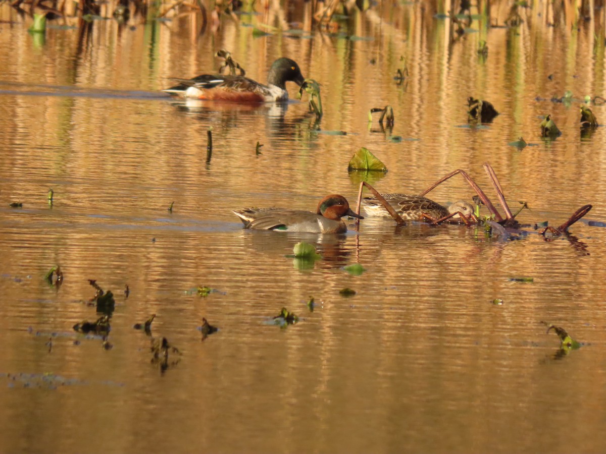 Green-winged Teal - ML280120201