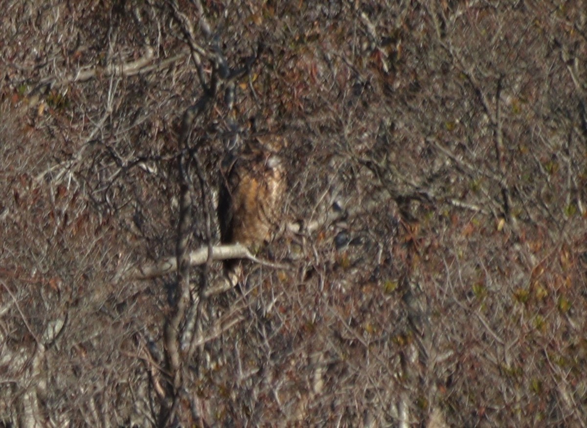Great Horned Owl - ML280123351