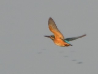 Common Kingfisher - Prayitno Goenarto