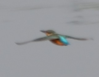 Common Kingfisher - Prayitno Goenarto