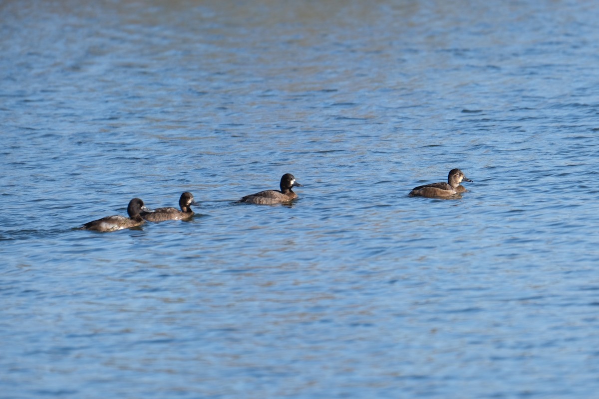 Greater Scaup - ML280133701