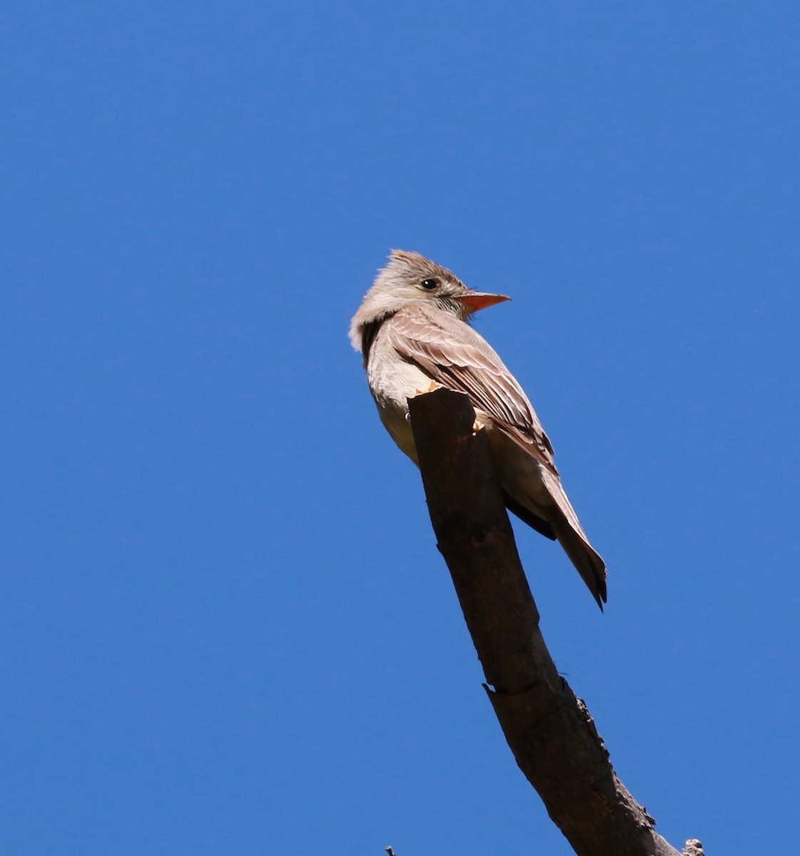 Greater Pewee - ML28013461