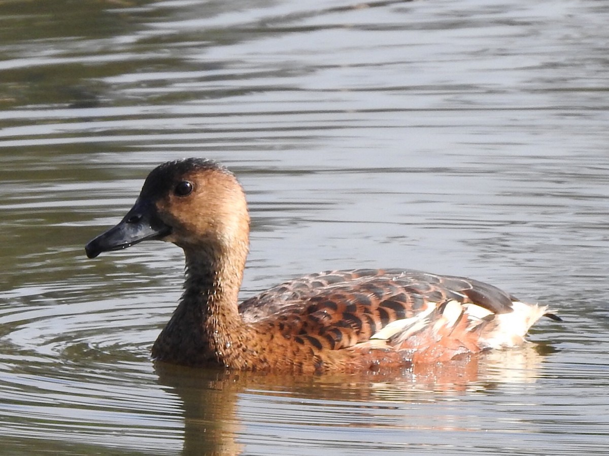 Ebird Australia Checklist - 15 Nov 2020 - Eagleby Wetlands - 81 Species