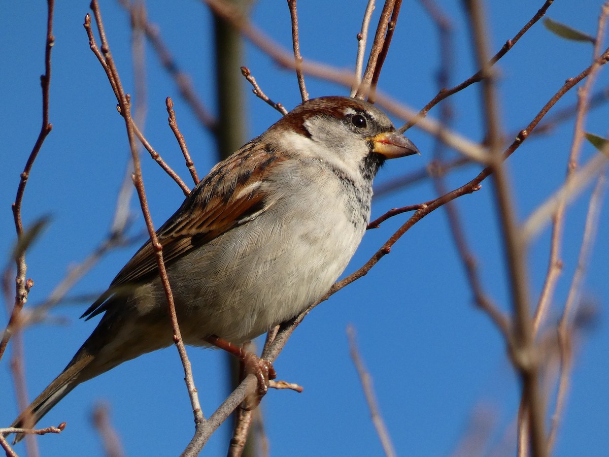 House Sparrow - ML280138141
