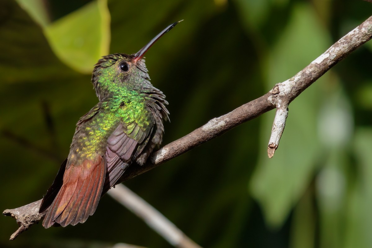 Rufous-tailed Hummingbird - Hernan Riverol