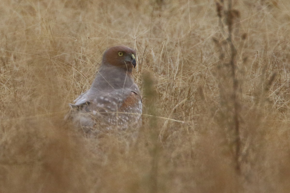 Spotted Harrier - Pablo Silber