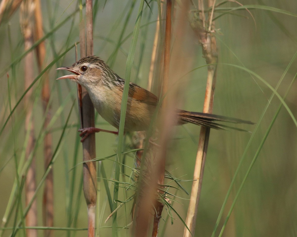Indian Grassbird - Kaajal Dasgupta