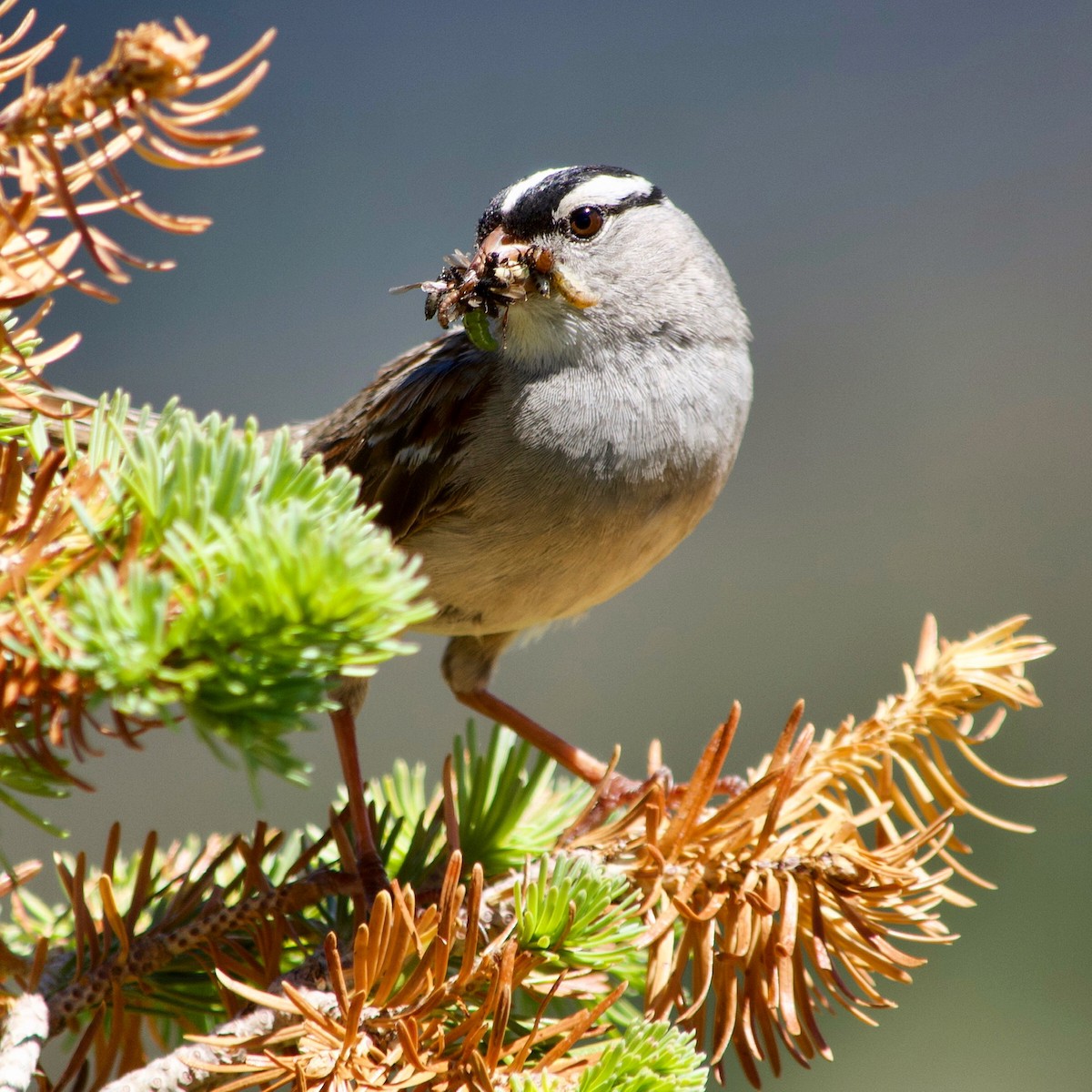 White-crowned Sparrow - Jeremy Ballard